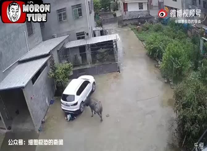 Video :A water buffalo charges at a youngster